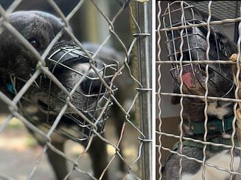 Dann zeigt der "liebe Kerl" im Tierheim Erlangen sein echtes Gesicht