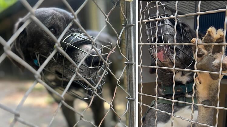 Im Tierheim Erlangen wird rasch klar, wie der "liebe Kerl" wirklich tickt