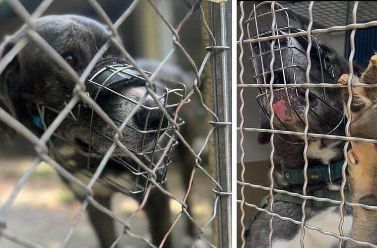 Dann zeigt der "liebe Kerl" im Tierheim Erlangen sein echtes Gesicht