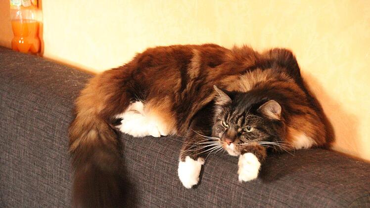 Kater Paul scheint noch nicht richtig in WM-Laune zu sein.Jann Weckel