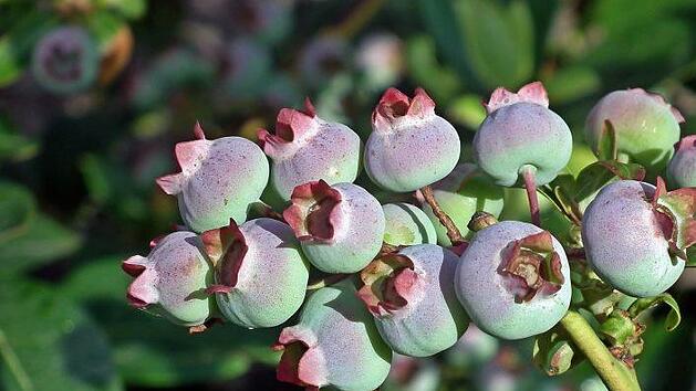 Beeren sind nicht nur lecker, sondern sehen im Garten auch noch toll aus! Symbolfoto: pixabay.com/MrGajowy3