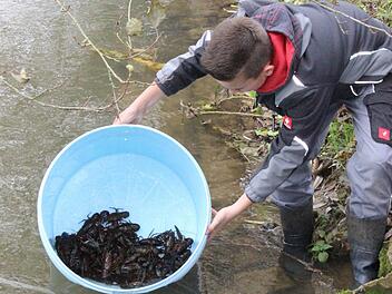 Bei einer Besatzaktion setzten die Mitglieder des Fischereivereins Kleinsendelbach 300 Rutten und 150 Edelkrebse in der Schwabach aus. Foto: fra-press