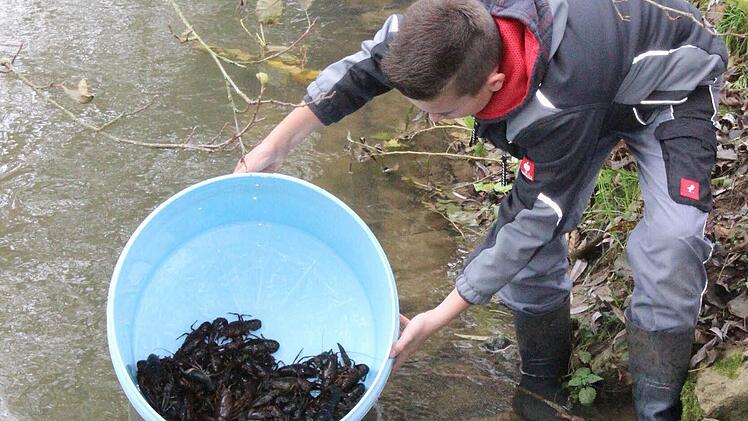 Bei einer Besatzaktion setzten die Mitglieder des Fischereivereins Kleinsendelbach 300 Rutten und 150 Edelkrebse in der Schwabach aus. Foto: fra-press