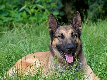 Schäferhund Tarash