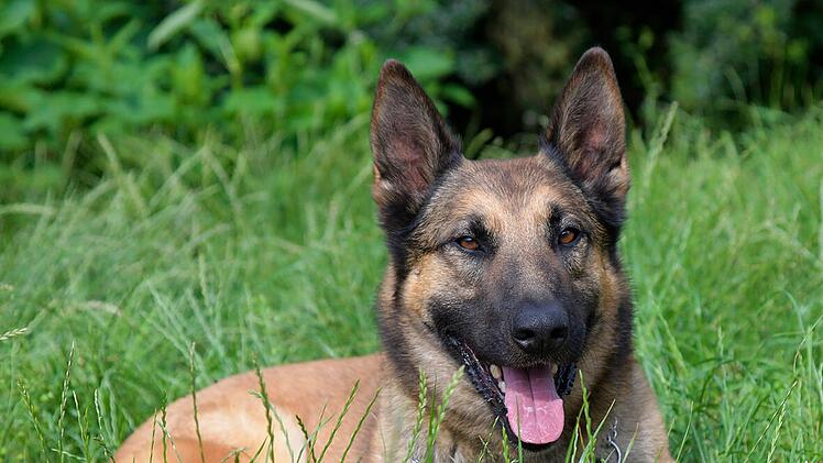 Schäferhund Tarash