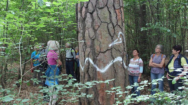 Leserwanderung im Hauptsmoorwald. Foto: Michael Memmel