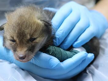 Die Wildtierstation Rhön-Saale im Ortsteil Kilianshof hat die Nutzungsänderung der vorhandenen landwirtschaftlichen Gebäude beantragt. Heimische Tiere wie dieser Fuchswelpe sollen künftig hier behandelt werden.  Foto: Lucas Kneuer