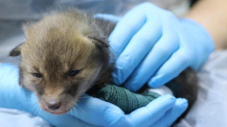 Die Wildtierstation Rhön-Saale im Ortsteil Kilianshof hat die Nutzungsänderung der vorhandenen landwirtschaftlichen Gebäude beantragt. Heimische Tiere wie dieser Fuchswelpe sollen künftig hier behandelt werden.  Foto: Lucas Kneuer