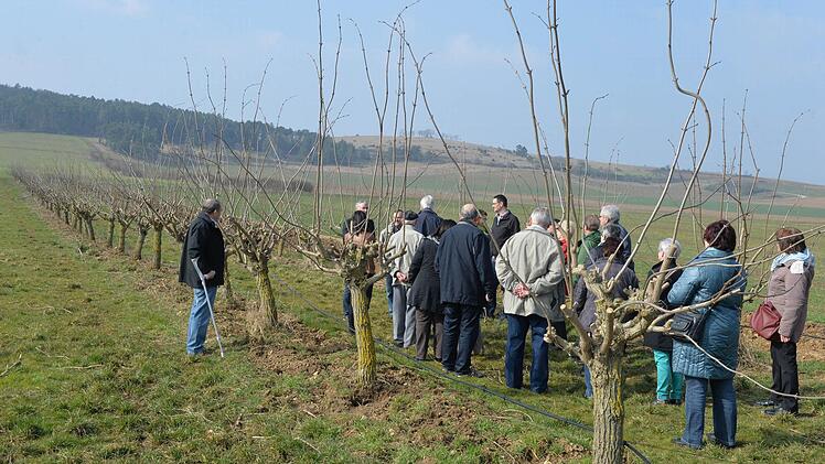 Holunderbäume, deren Früchte für die Bionade sind. Foto: Ronald Rinklef