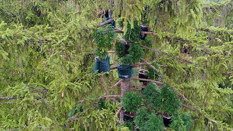 Hoch oben in den Baumwipfeln versteckten Unbekannte ihre Cannabis-Aufzucht in der Nähe von Augsburg. Foto: Polizeipräsidium Schwaben
