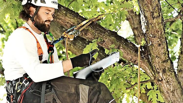 Kletterer haben Eichenprozessionsspinner entfernt.  Foto: Tree Top