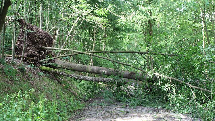 Schwere Schäden sind durch mindestens einen umgefallenen Baum an Plattform, Geländer und Informationshäuschen entstanden. Foto: Julia Raab