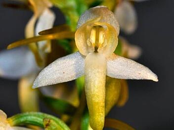 Bei Orchideen gilt es, ihre natürliche Lebensart auf Bäumen zu beachten. Archivfoto: dpa