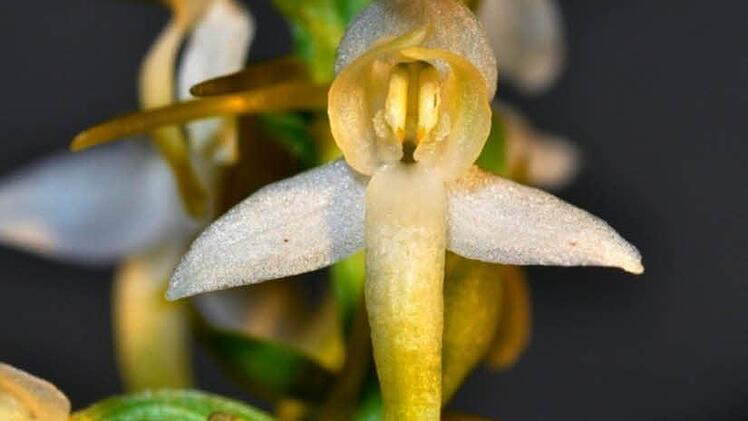 Bei Orchideen gilt es, ihre natürliche Lebensart auf Bäumen zu beachten. Archivfoto: dpa