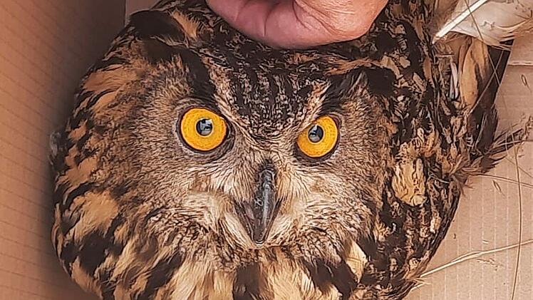 Zu einem etwas ungew&ouml;hnlichen Rettungseinsatz mussten Beamte des Bundespolizeireviers Bamberg ausr&uuml;cken. Ein verletzter Uhu sa&szlig; mitten in den Gleisen und konnte nicht mehr fliegen.