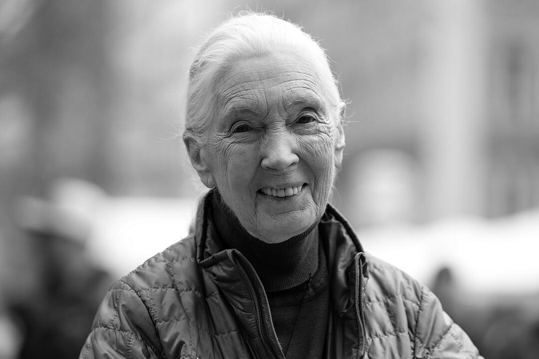 Jane Goodall: 03. April 1934 - 01. Oktober 2025 Jane Goodall: 03. April 1934 - 01. Oktober 2025