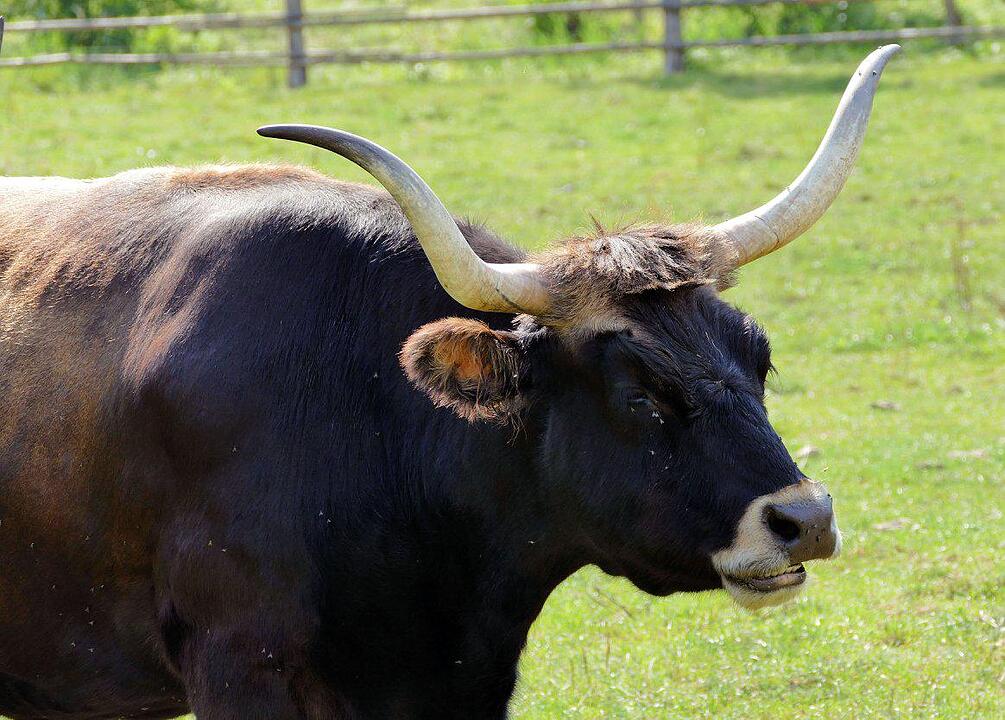 Ein Besuch im Wildtierpark Schloss Tambach. Danke an inFrankenPix-Nutzer herzolife!