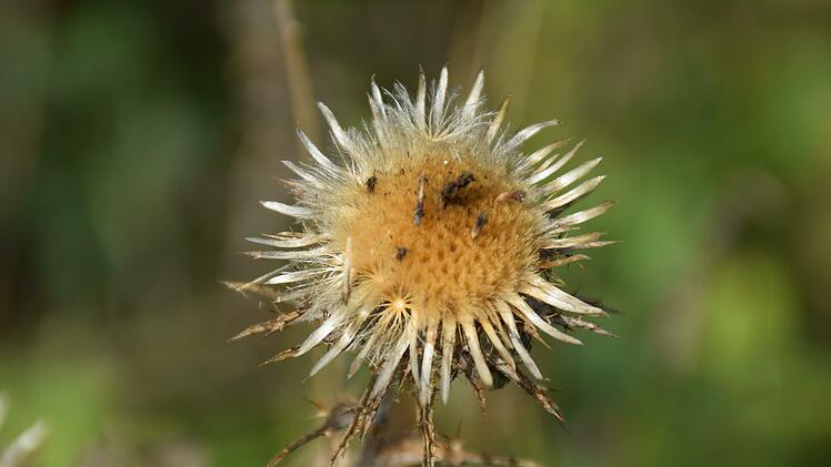 Golddistel am D&uuml;nsberg