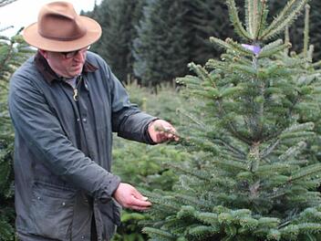 Vor dem Wochenende schaut Günther Schmidt nochmal in seine Nordmanntannen-Kultur bei Elbersreuth. Bis aus einem kleinen Pflänzchen ein solch stattlicher Baum wird, vergehen bis zu zehn Jahre.  Foto: Lisa Kieslinger