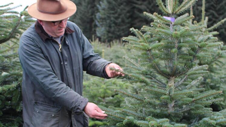 Vor dem Wochenende schaut Günther Schmidt nochmal in seine Nordmanntannen-Kultur bei Elbersreuth. Bis aus einem kleinen Pflänzchen ein solch stattlicher Baum wird, vergehen bis zu zehn Jahre.  Foto: Lisa Kieslinger