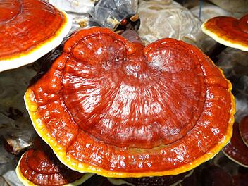 Reishi - der glänzende Lackporling als Wundermittel? Der Pilz wird in der TCM verwendet und gilt als sehr gesundheitsfördernd. Bild: Pixabay/ Viator