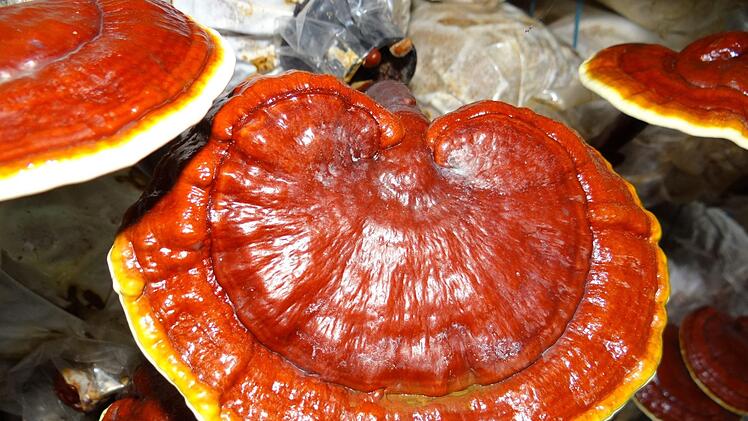 Reishi - der glänzende Lackporling als Wundermittel? Der Pilz wird in der TCM verwendet und gilt als sehr gesundheitsfördernd. Bild: Pixabay/ Viator