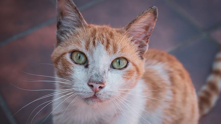 Tierheim Hersbruck mit Bitte an Katzenbesitzer - "tatsächlich so passiert"
