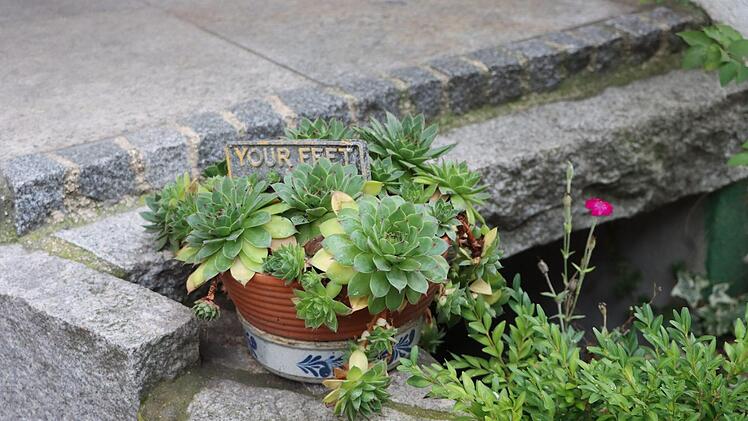 Kerstin liebt ihre Hauswurz-Töpfe.   Foto: Sigrun Hannemann