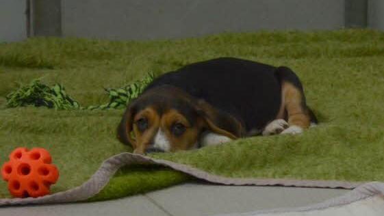 Hundewelpe im Coburger TierheimFoto: Rainer Lutz