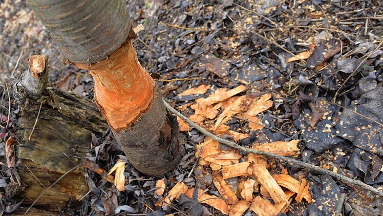 Deutliche Spuren haben die Pelztiere an dieser Kirsche in der Nähe des Fünferlesstegs hinterlassen. Fotos: Ronald Rinklef