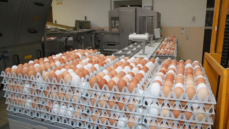 Die modernste Eiersortieranlage steht bei Frischeier Kolb in Kasendorf: Sie kann pro Stunde bis zu 36.000 Eier nach Größe, Farbe und Gewicht sortieren und in Dreißiger-Paletten oder in Kartons verpacken und etikettieren - Hans-Peter Kolb verpackt aber "nur" 150.000 Eier pro Woche. Foto: Sonja Adam