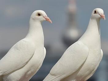 Das Tauben-Leben ist riskant: Vor allem Reisetauben sind durch schlechte Wetterverhältnisse, durch Raubvögel und durch Überanstrengung bedroht.  Foto: Klaus-Dietmar Gabbert/dpa