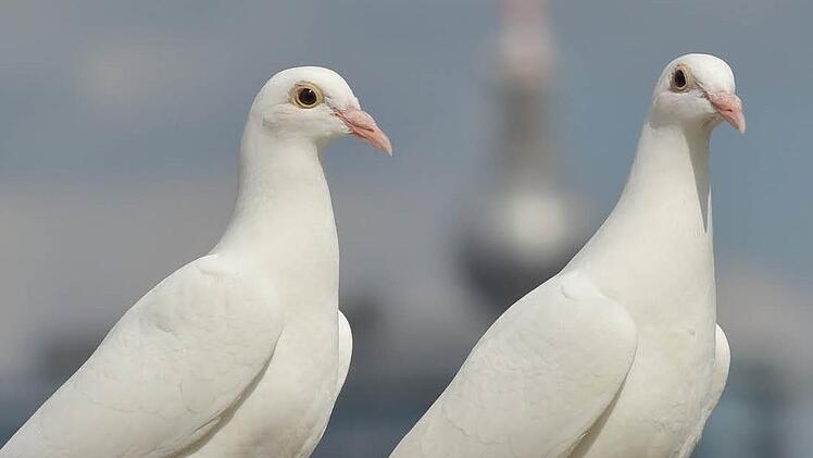 Das Tauben-Leben ist riskant: Vor allem Reisetauben sind durch schlechte Wetterverhältnisse, durch Raubvögel und durch Überanstrengung bedroht.  Foto: Klaus-Dietmar Gabbert/dpa