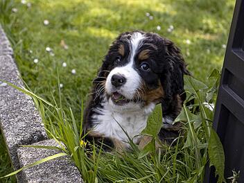 Hundewelpe aus rumänischem Auto geworfen