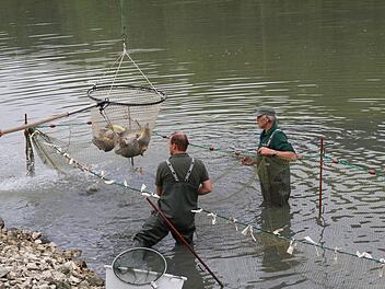 Das Abfischen hat am größten Karpfenweiher begonnen.  Fotos: Mathias Erlwein