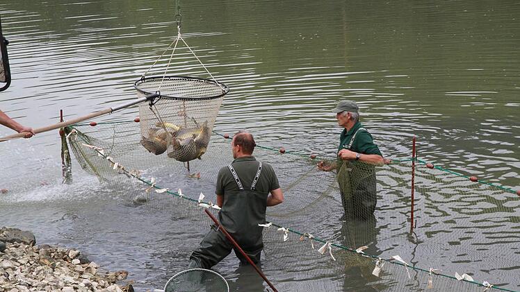 Das Abfischen hat am größten Karpfenweiher begonnen.  Fotos: Mathias Erlwein