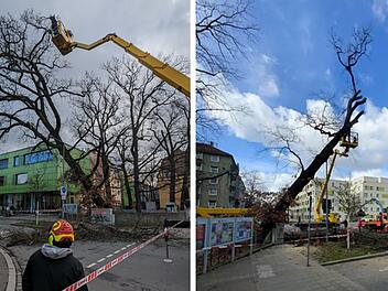 Nürnberg: Baum in Kita umgestürzt - Mutter empört - "hätte Kinder töten können"