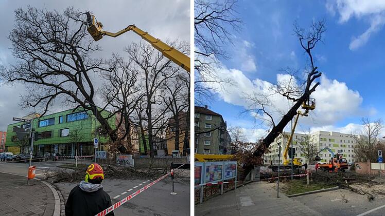 Nürnberg: Baum in Kita stürzt um - Mutter empört - "hätte Kinder töten können"