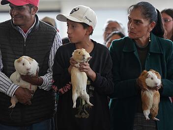 Meerschweinchenrennen in Ecuador