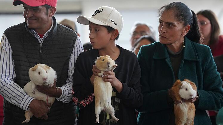 Meerschweinchenrennen in Ecuador