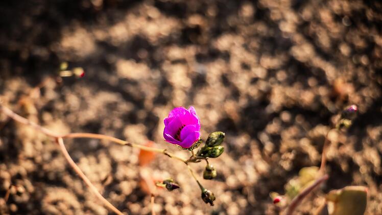 Bl&uuml;hende Atacama-W&uuml;ste