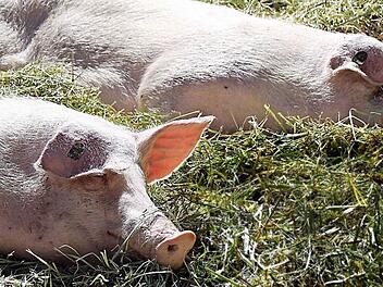 Sichtlich wohl fühlen sich diese Schweine auf dem Hof der Familie Dünninger in Goßmannsdorf. Foto: Friederike Stark
