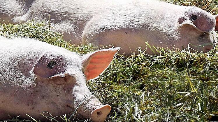 Sichtlich wohl fühlen sich diese Schweine auf dem Hof der Familie Dünninger in Goßmannsdorf. Foto: Friederike Stark