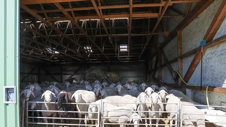 Heuer mussten die Herden der Wanderschäfer wegen der Vorsichtsmaßnahmen im Zusammenhang mit der Blauzungenkrankheit besonders lange im Stall ausharren. Foto: Barbara Herbst
