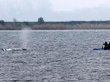 Rettungsaktion f&uuml;r den Buckelwal