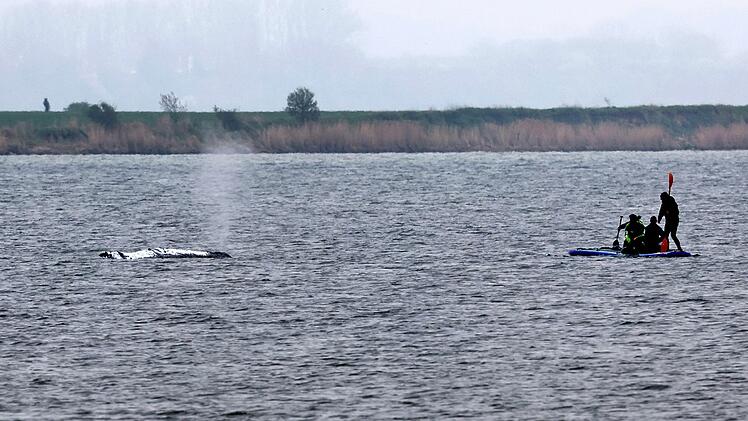 Rettungsaktion f&uuml;r den Buckelwal