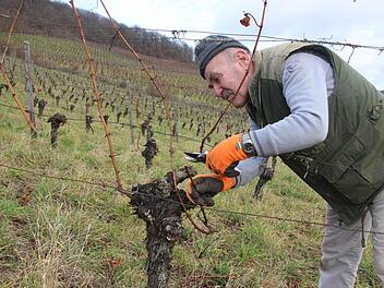 Die gute Seite des warmen Winters: Siegfried Popp schneidet in der Iphöfer Lage Kronsberg die Reben zurück. Bei den milden Temperaturen geht die Arbeit gut voran, zumal das Holz leicht zu schneiden ist.