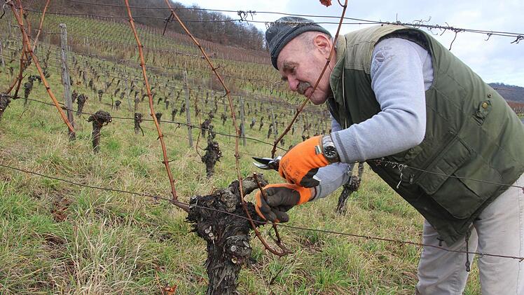 Die gute Seite des warmen Winters: Siegfried Popp schneidet in der Iphöfer Lage Kronsberg die Reben zurück. Bei den milden Temperaturen geht die Arbeit gut voran, zumal das Holz leicht zu schneiden ist.