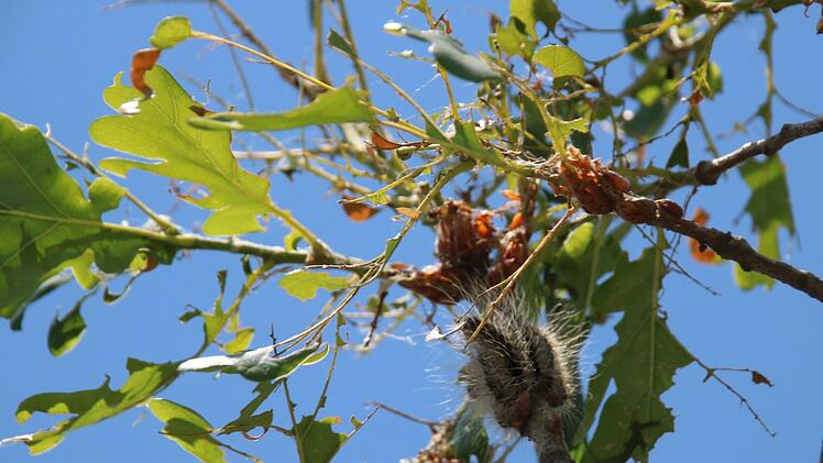 Die Raupen fressen sich durchs Blattwerk.Matthias Einwag