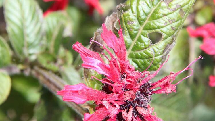 Indianernessel: Eine alte Heilpflanze, die vor allem bei Atemwegserkrankungen eingesetzt wird. In Österreich wird sich Goldmelisse genannt. Sie kann zu Gelee, Sirup und Limo verarbeitet werden. In die limo kommt noch Honig und Zitronensaft.